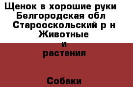 Щенок в хорошие руки - Белгородская обл., Старооскольский р-н Животные и растения » Собаки   